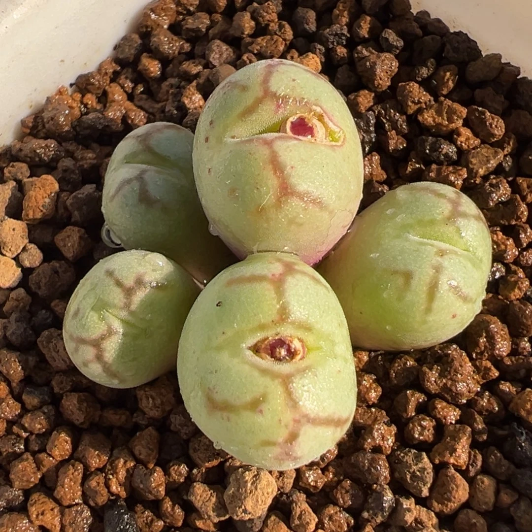 852多肉植物种类多样