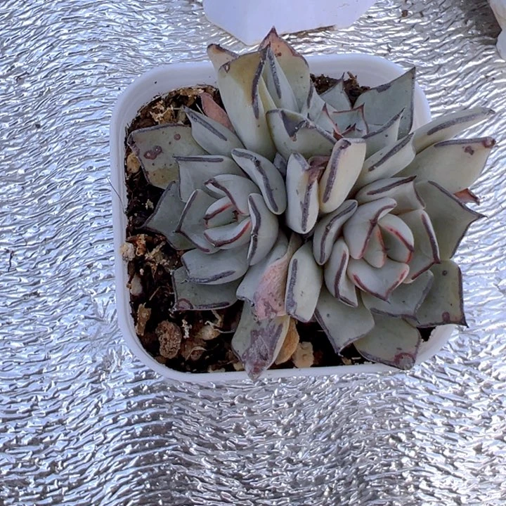 3头剑司诺娃【一物一拍】两单包邮