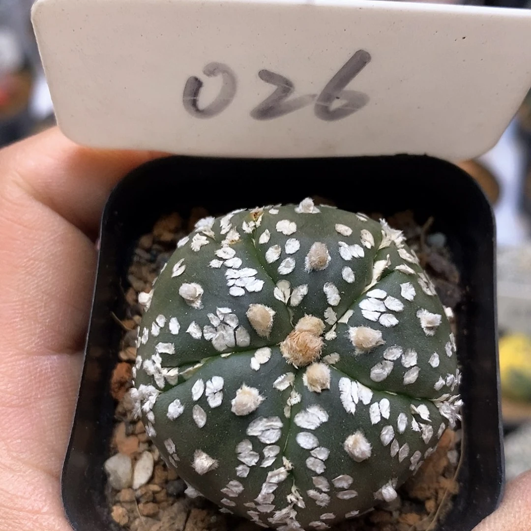 开播后特价来了来转