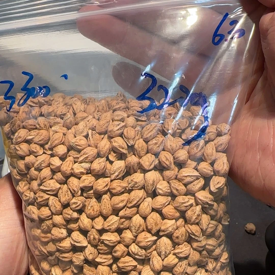 柏香籽/百香籽吊坠6.3 320g