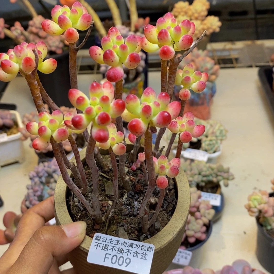 彤*009乙女心多肉散