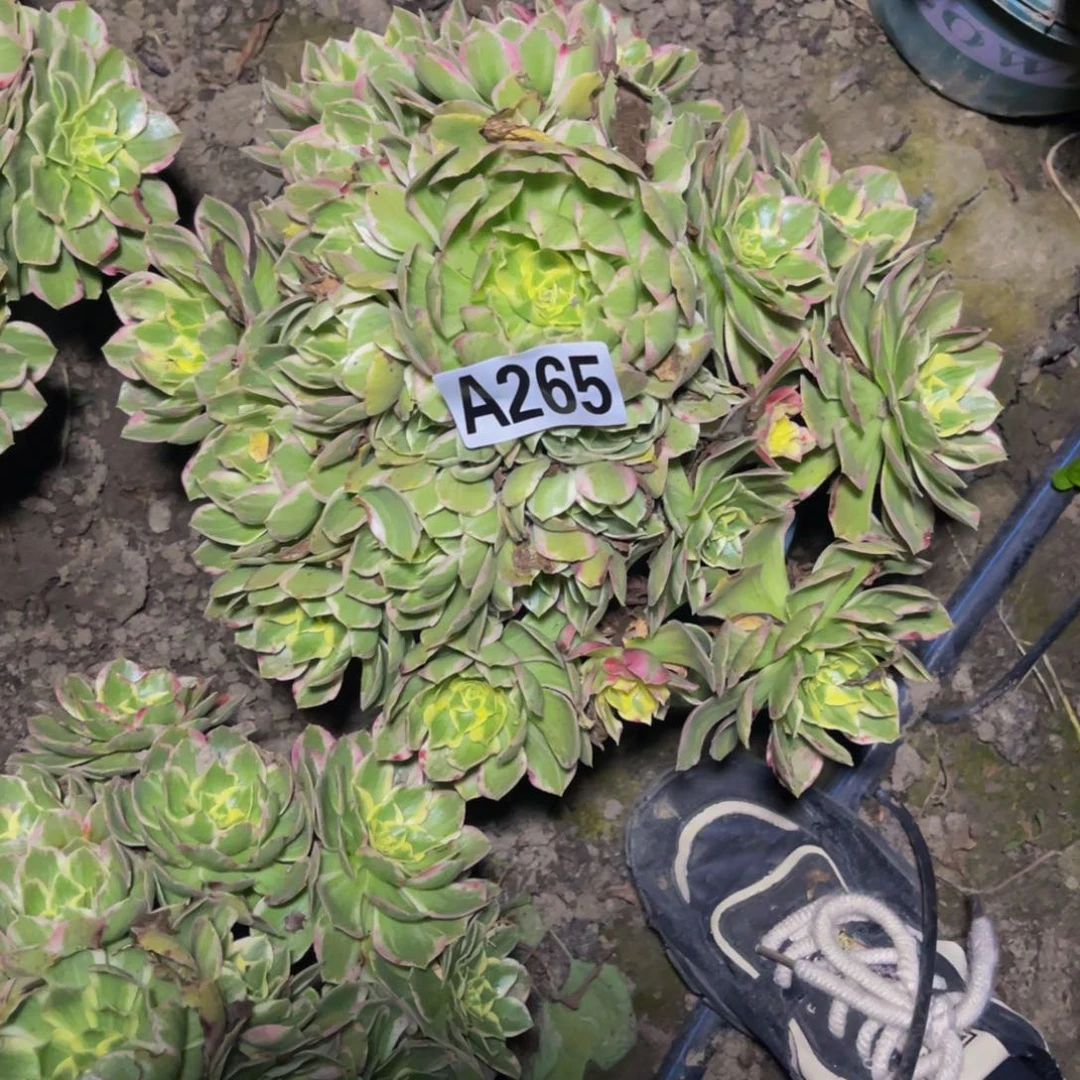 水蜜桃法师26////40包邮