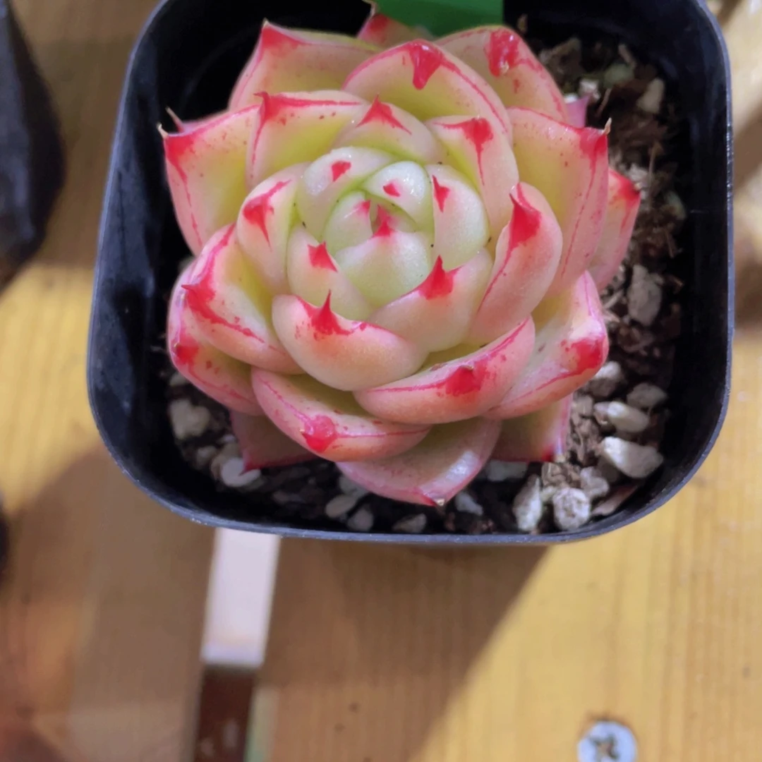 537号 睫毛新品一颗