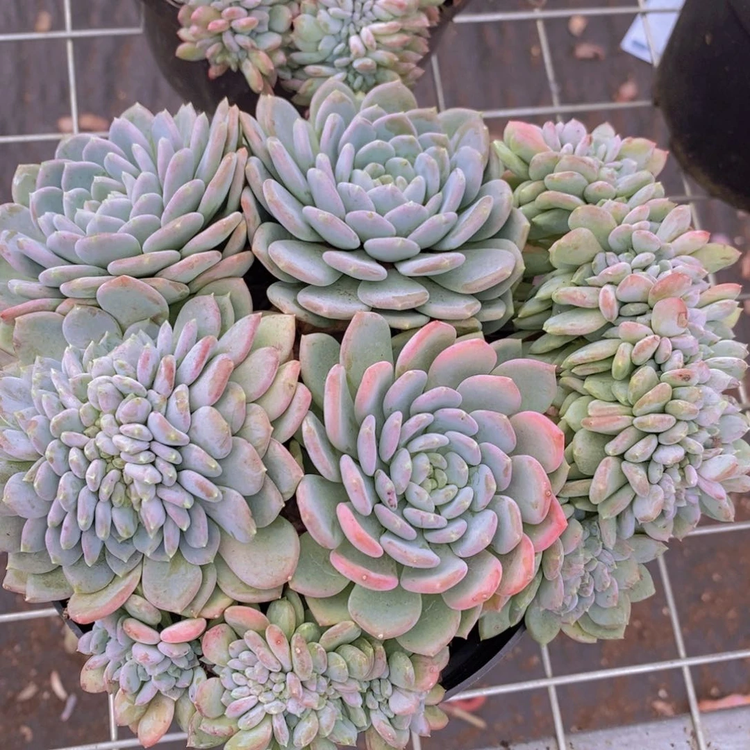 玛瑙缀多头多群生