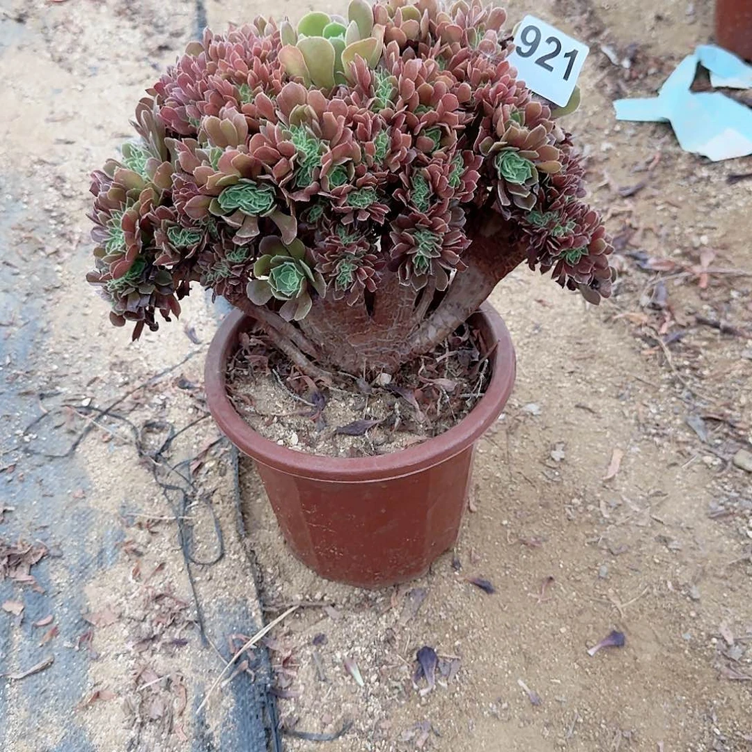 爱***烫921玫瑰朵朵一颗呀呀