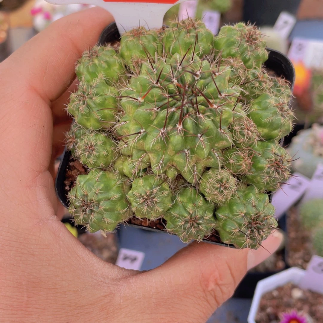 小*点12往事多肉园仙人球