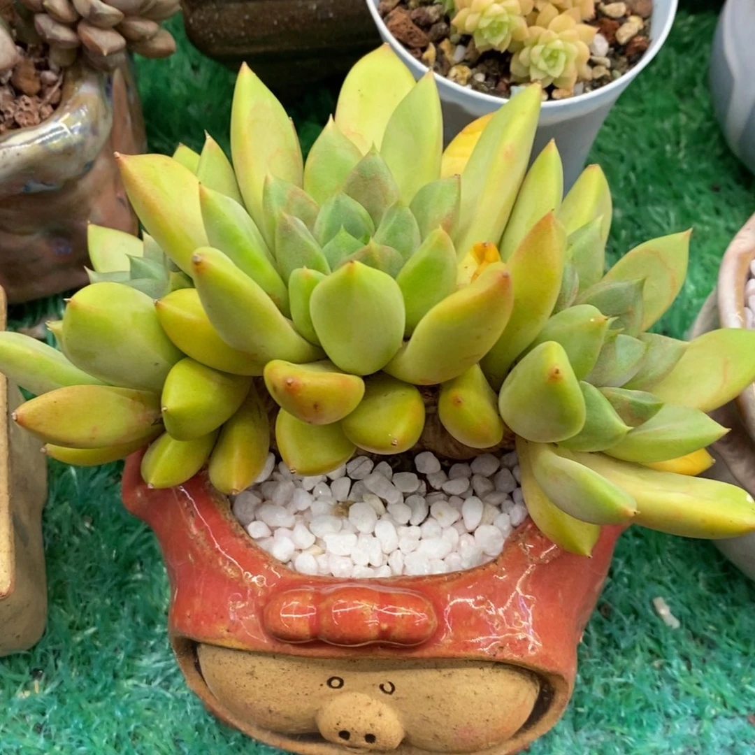 ?***?安好红象牙多肉植物盆栽