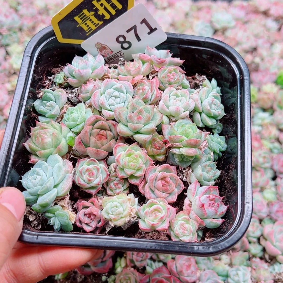 多肉植物多肉植物