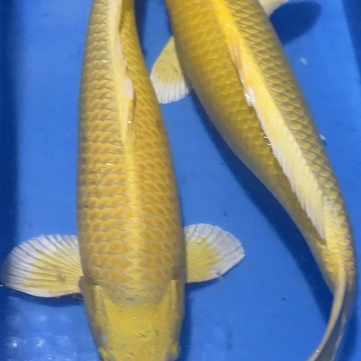 海水赤目芒果黄金