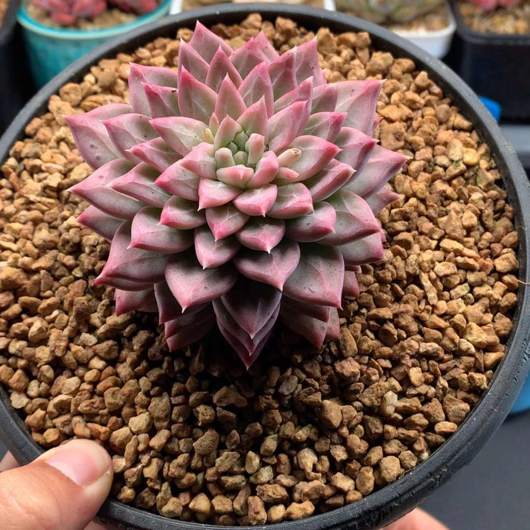 我们家的小仙女们