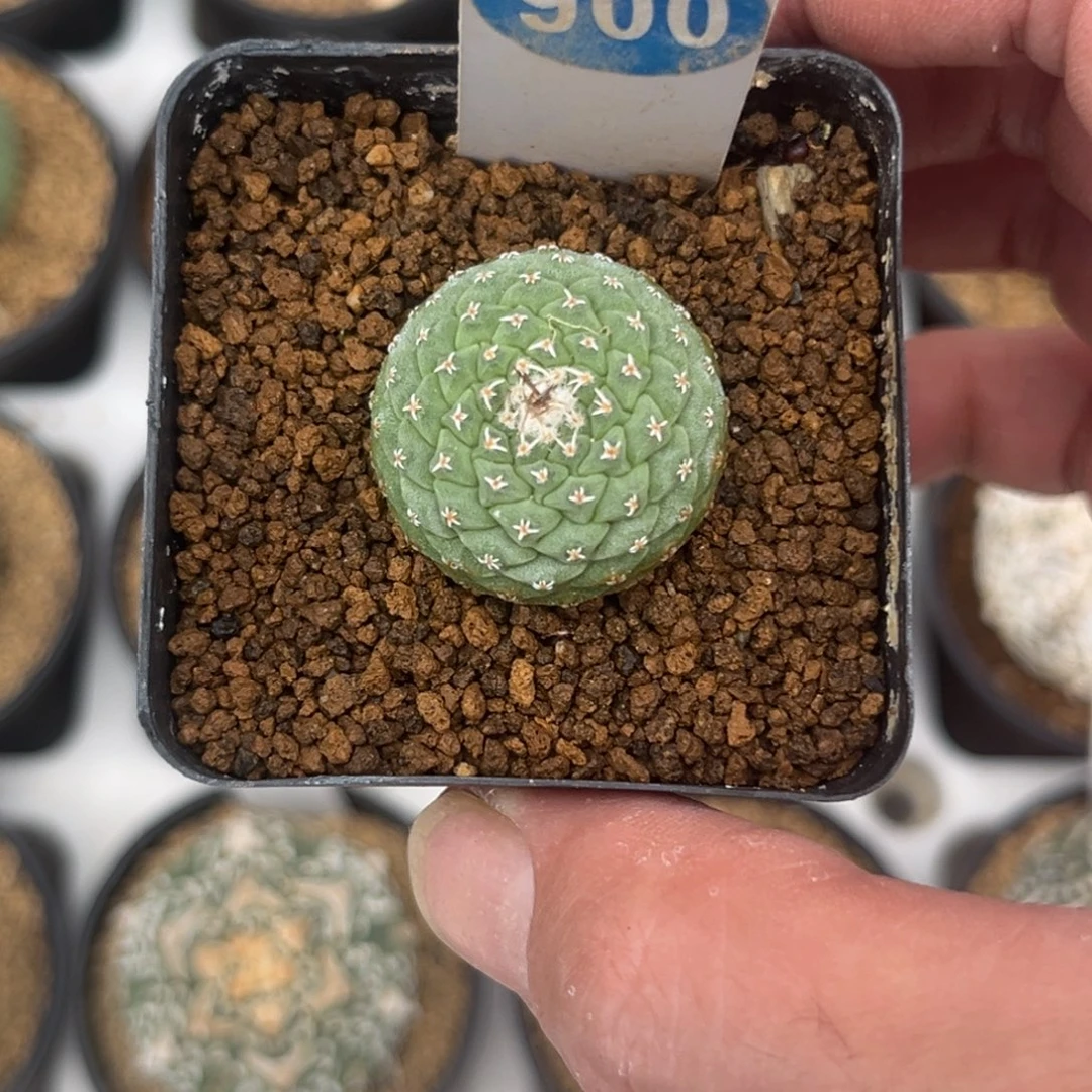 900实生菊水带盆带土