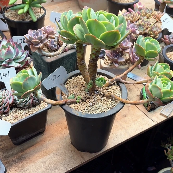 笋***店多肉植物，鸡蛋碧桃32号