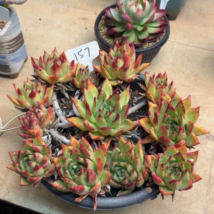 多肉植物，清纯乌木157号