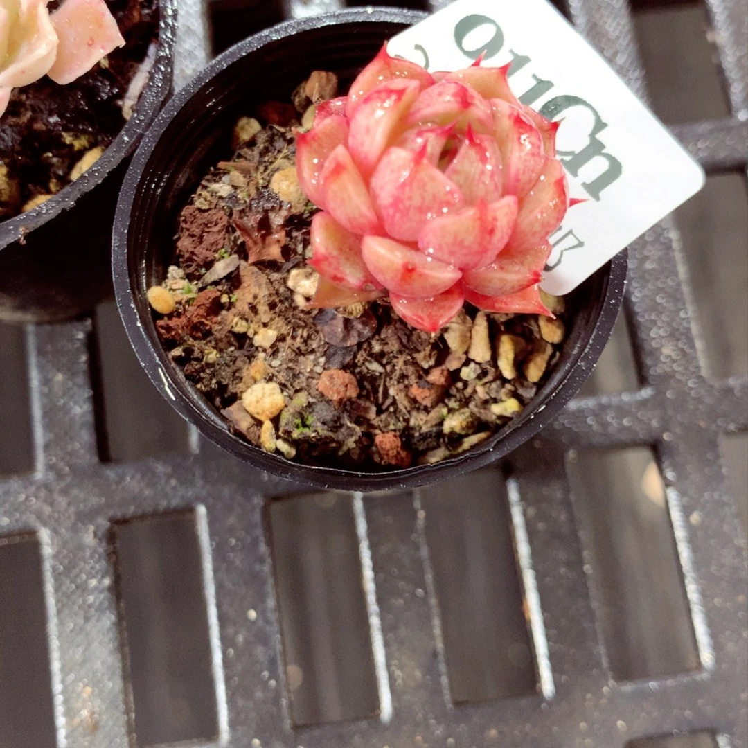 5厘米盆精控多肉011