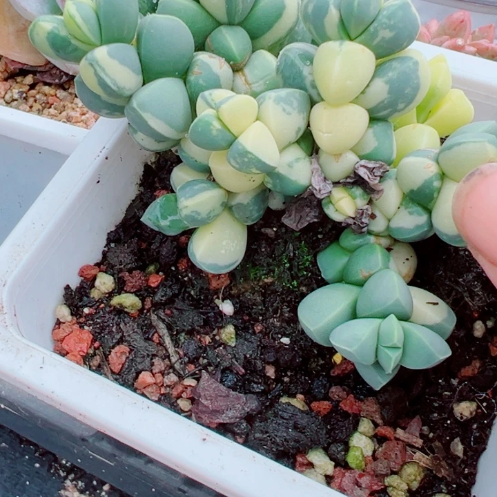 鹿角海棠锦多肉植物293