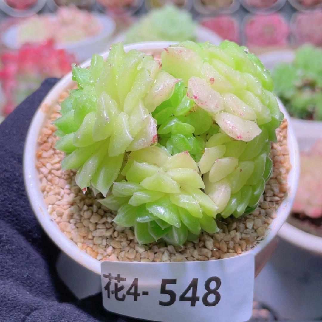 花利美4-548麦秆群