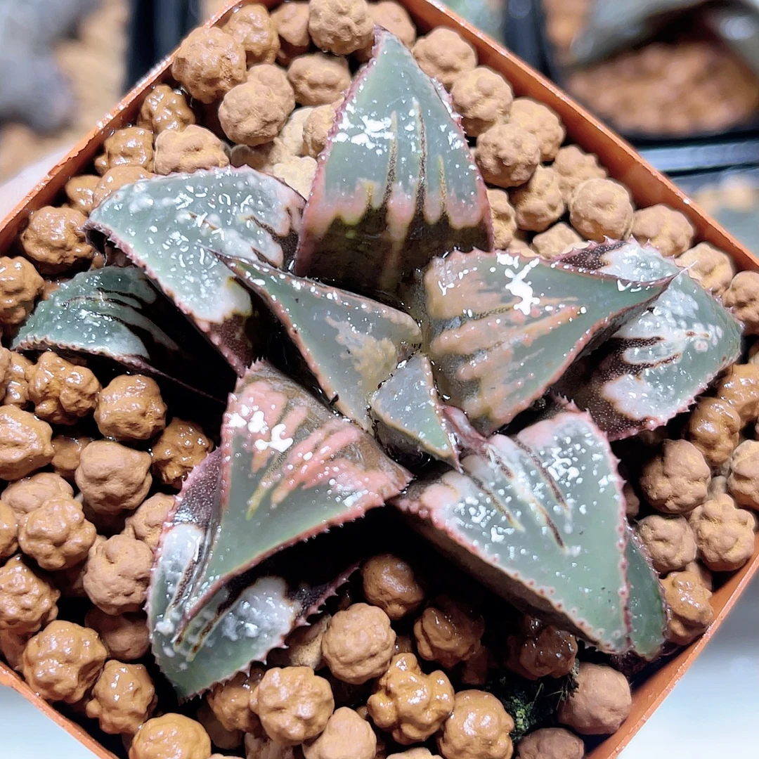 十二卷玉露 天虹 阳台办公室 新手高端多肉植物