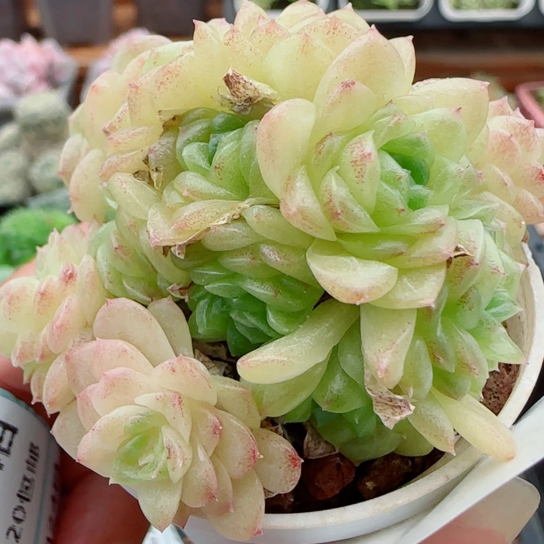 ****茶花语逸镜0924-145有伤散