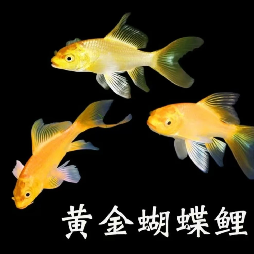 台湾精品蝴蝶鲤金属红短身球体金属红宠物鱼9-14cm