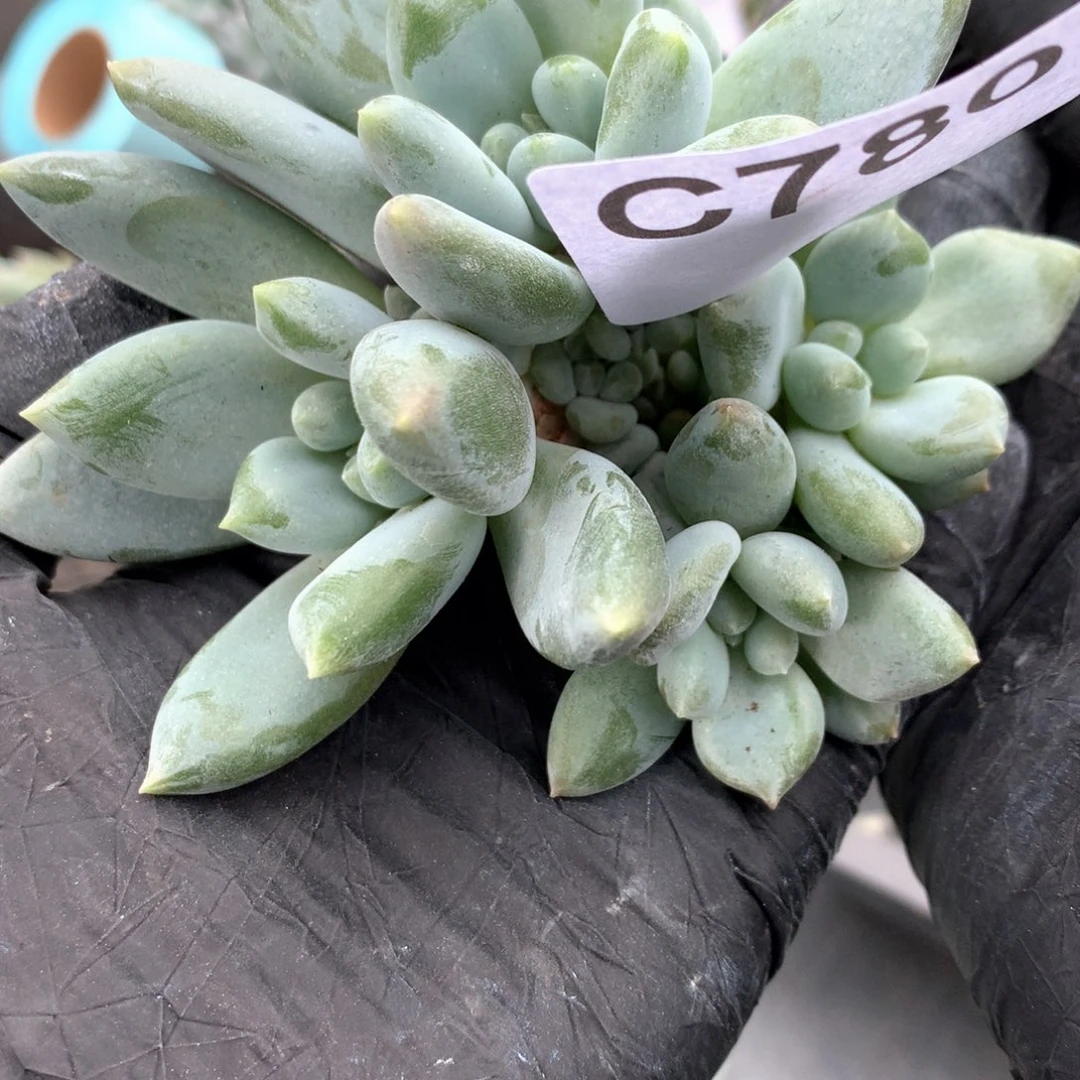 迎**夏C780 瑕疵处理 售后范围：签收起7天内