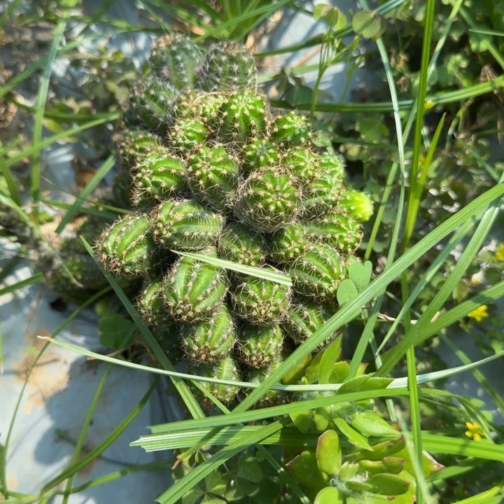 h***a矮胖白檀1127群生501