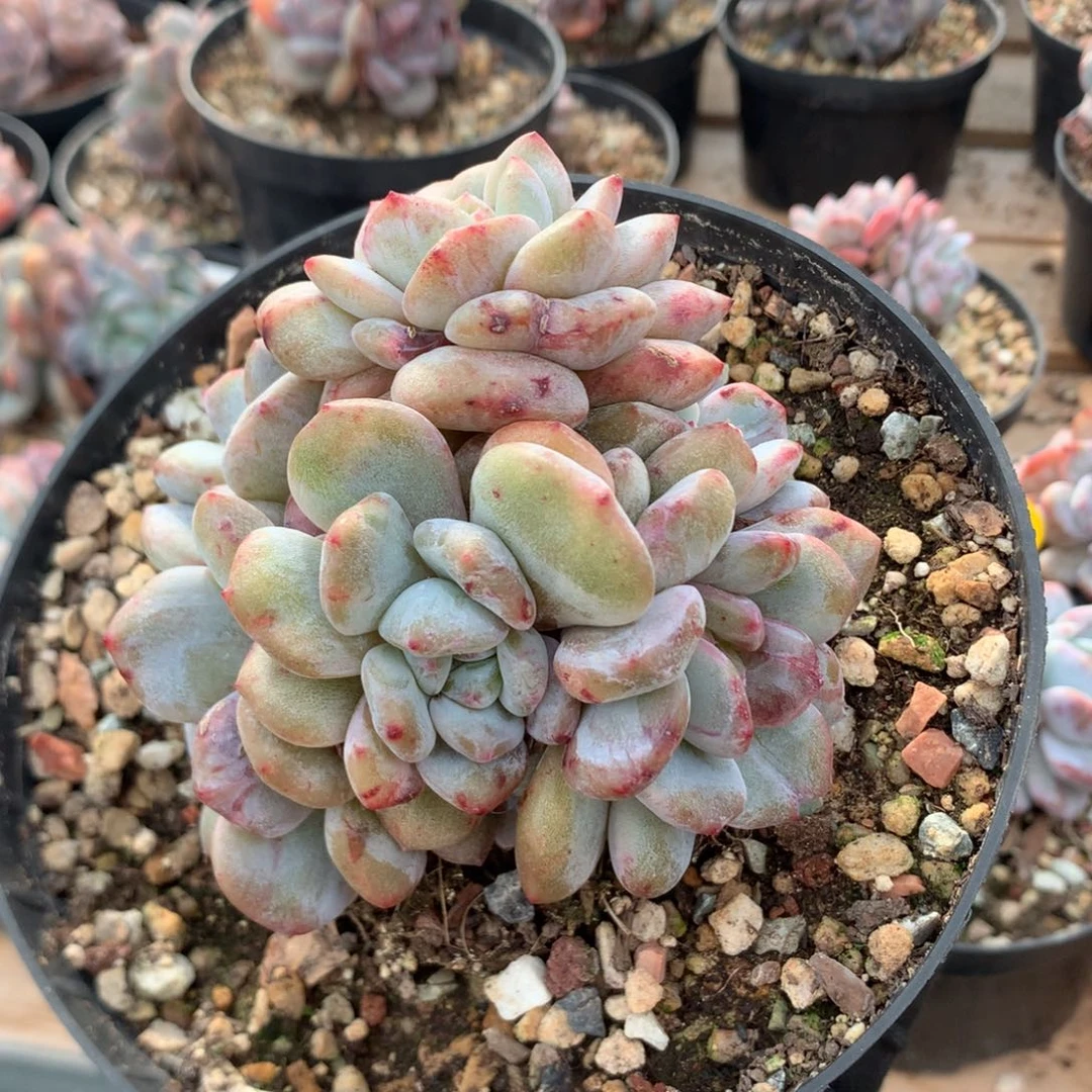 10厘米六头有砍星影石化红锦 77