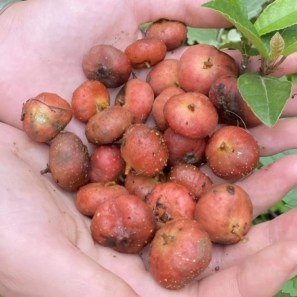 【野地瓜种子】大山地瓜四季播种阳台盆栽小院种植简单高产水果