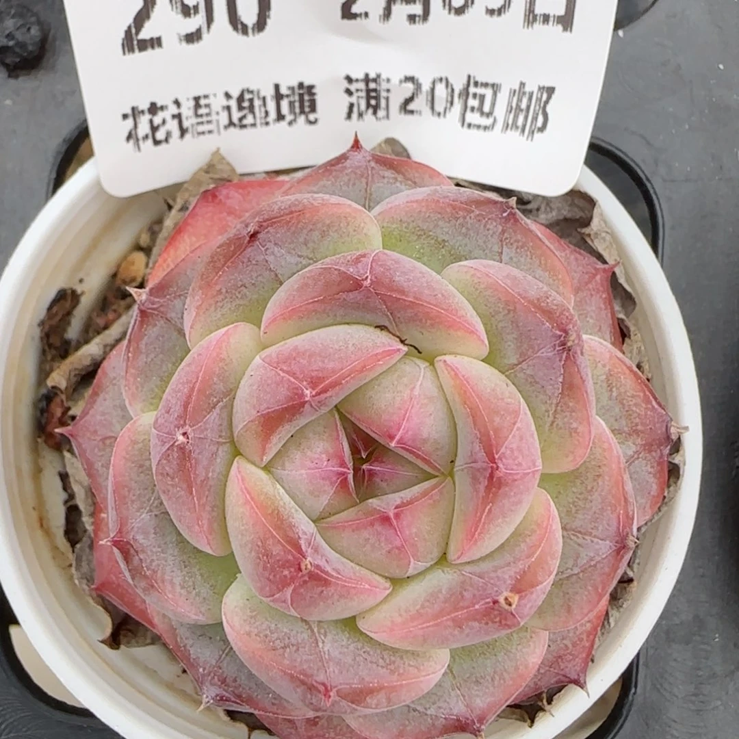 花语逸境0209-290