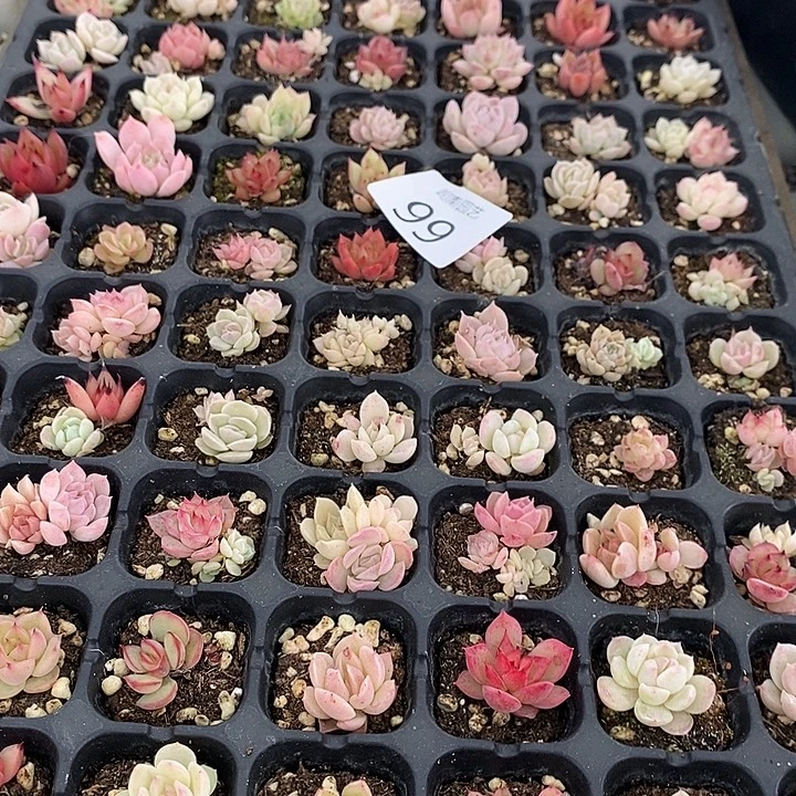 99 多肉植物盆栽花卉