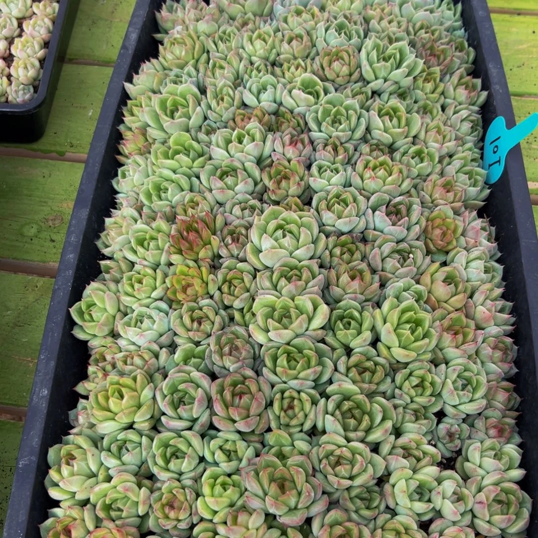 水***儿809多肉植物和植物的