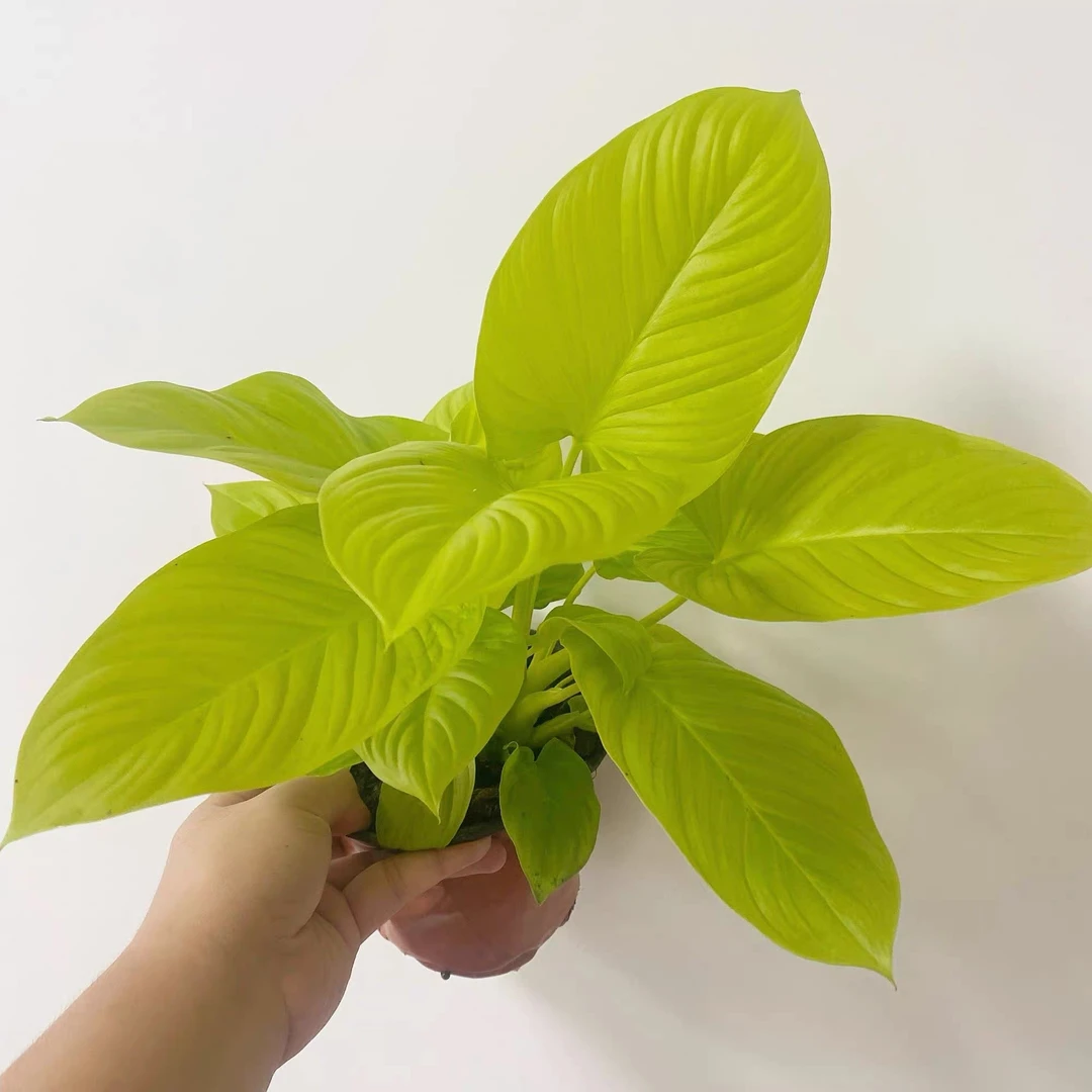 【金芙蓉】金芙蓉进口盆栽北欧ins风室内耐阴黄金绿植