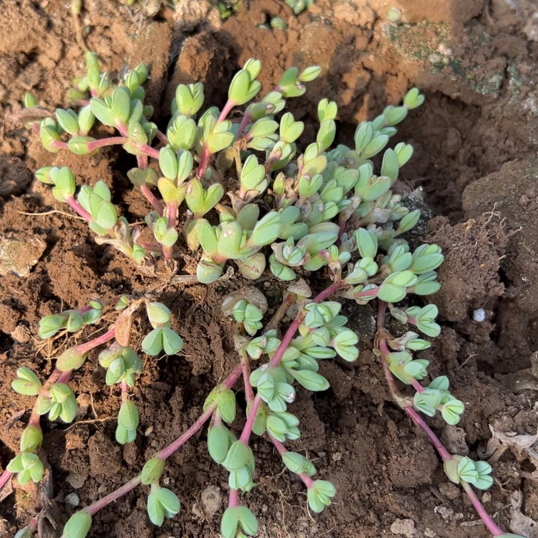 家**宝多肉植物多肉植物