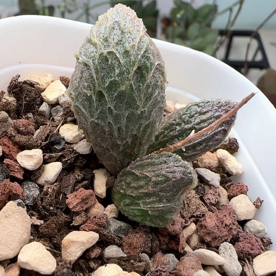 大鱼海棠水泡多肉