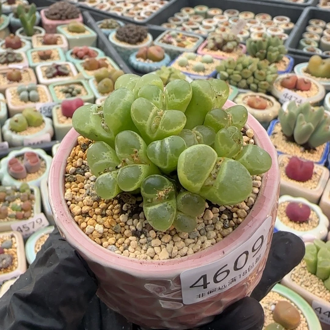 4609-一物一拍 带盆