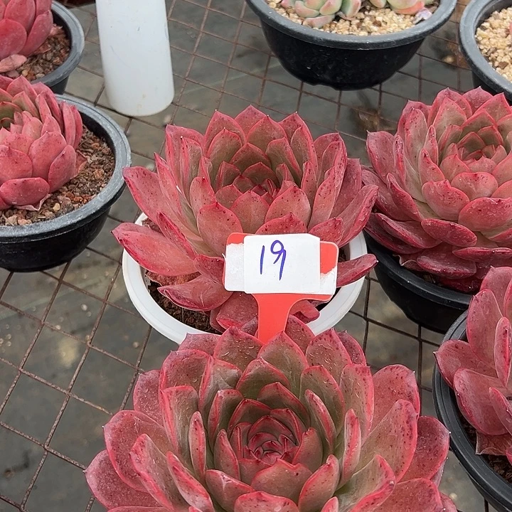 19麦单娜一个脱土多肉