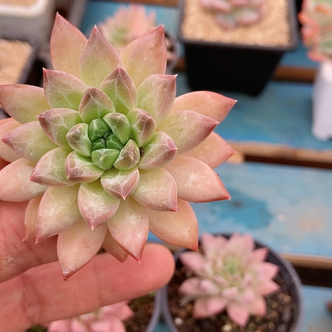 【闪购商品】暧****)水晶茉莉单头