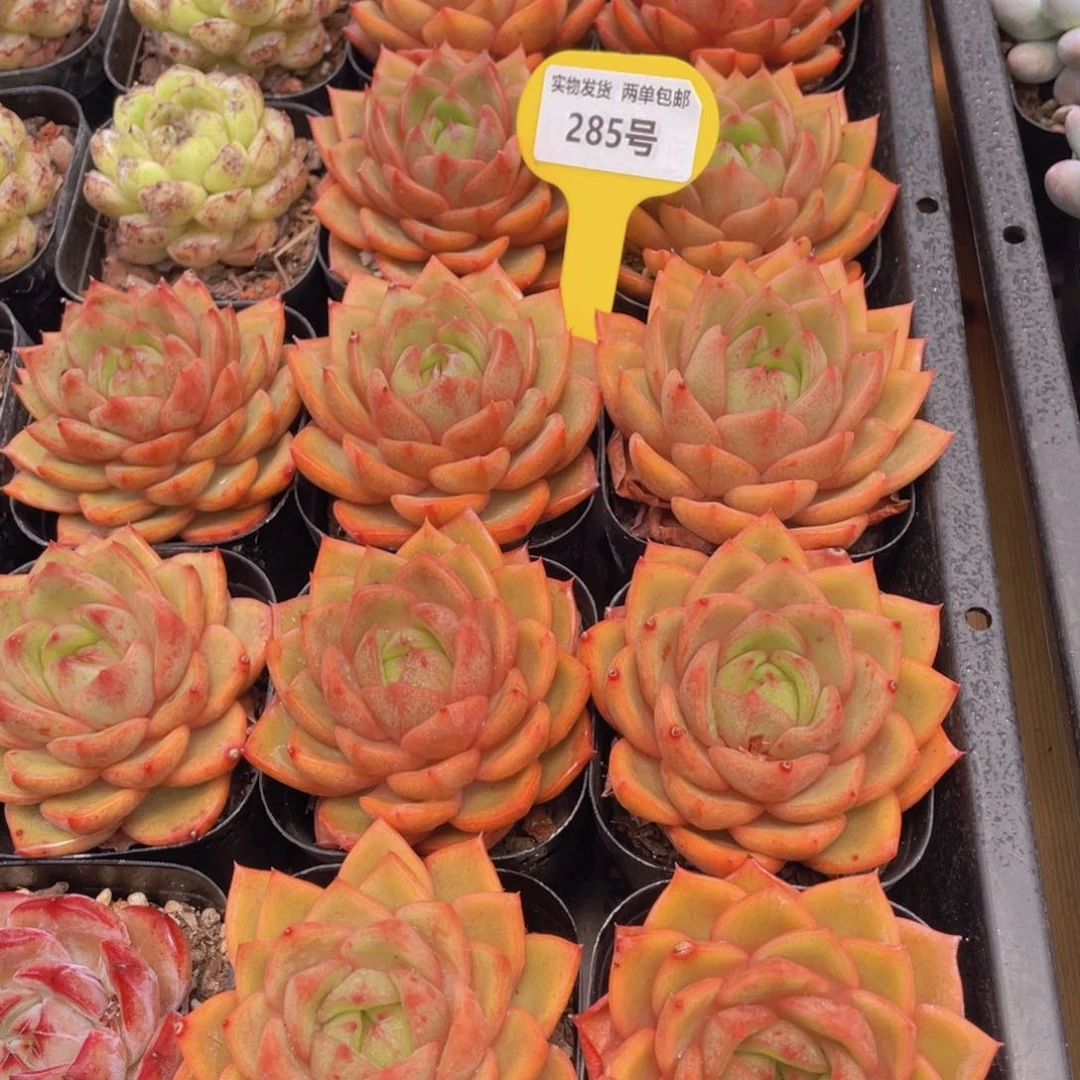 285号 摩羯座大单头一个