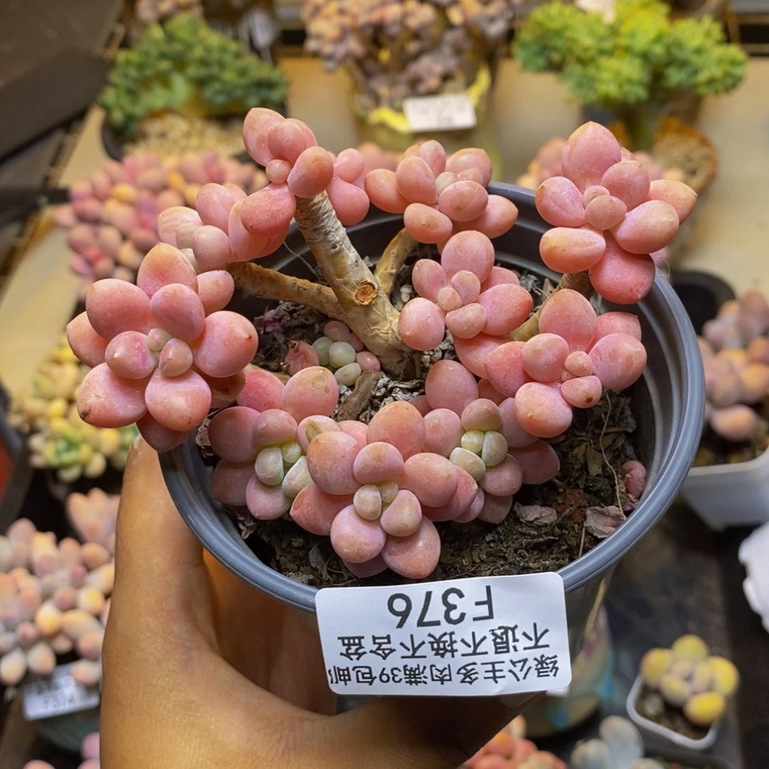 376鱼子酱多肉有断枝