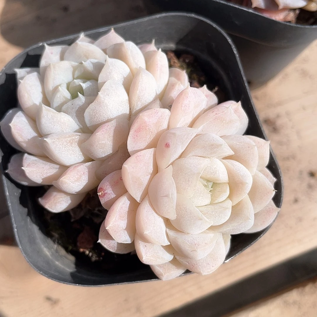 望*望优选女王福利8177