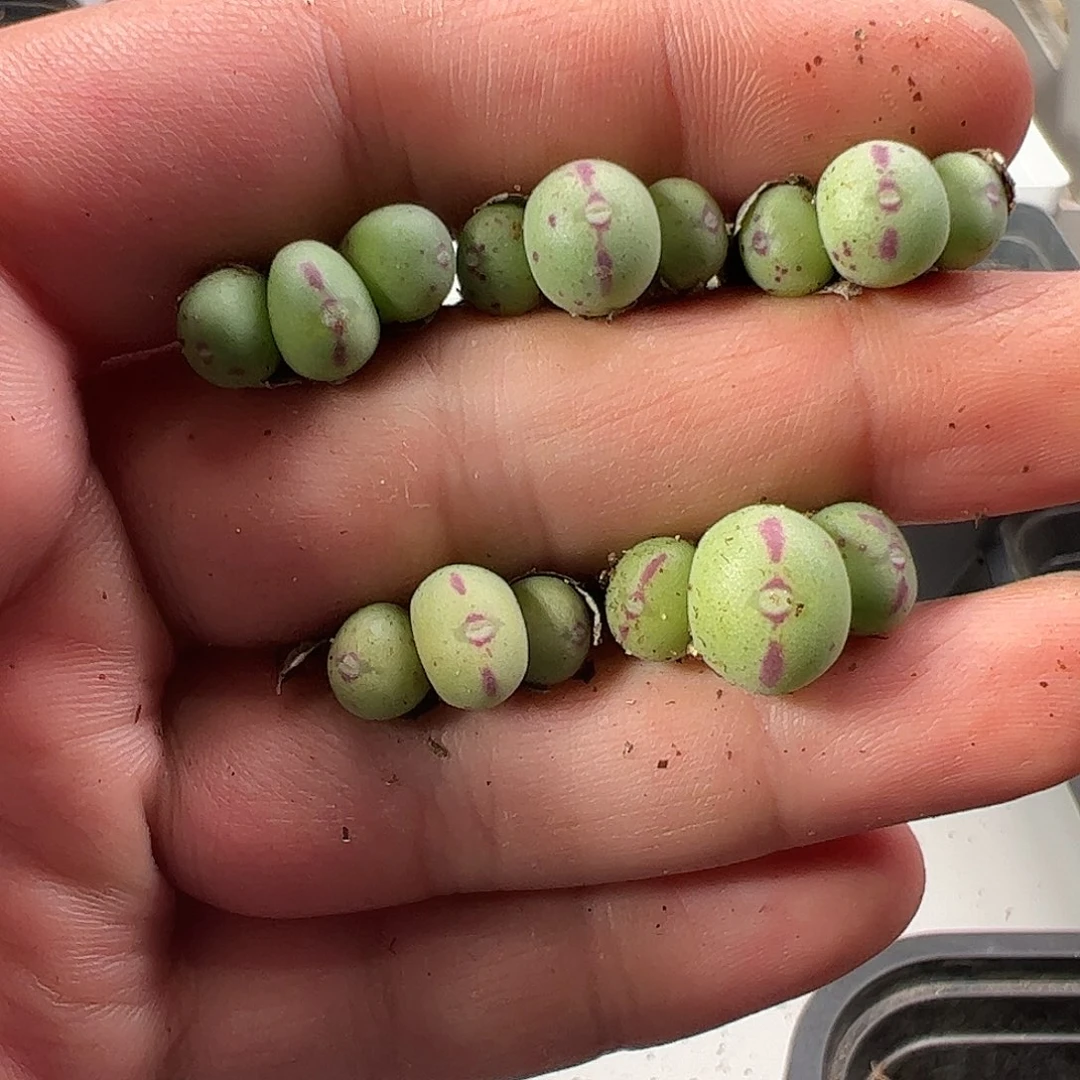 0000量拍红线毛口迪5颗全部发3头