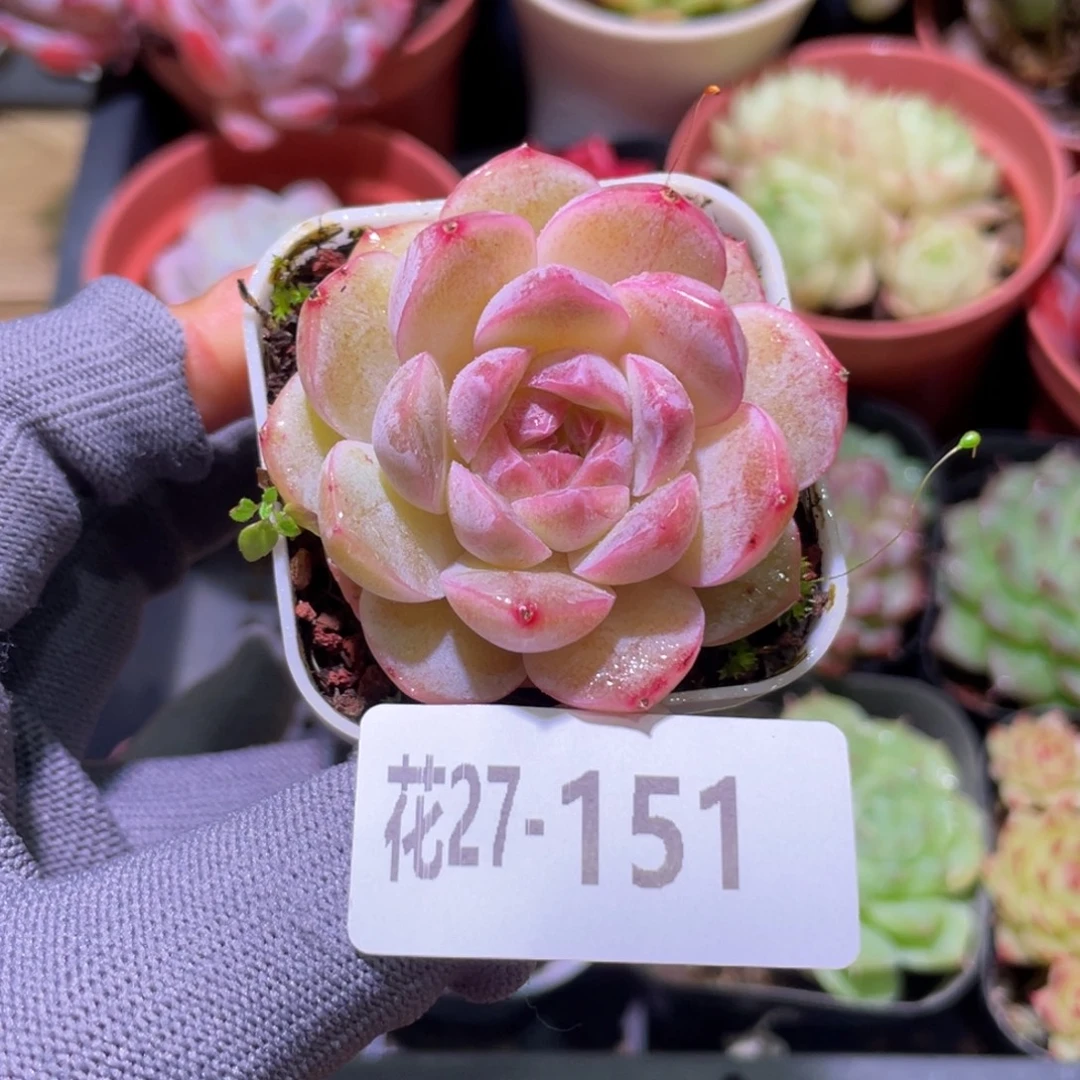 花利美27-151福利珍妮