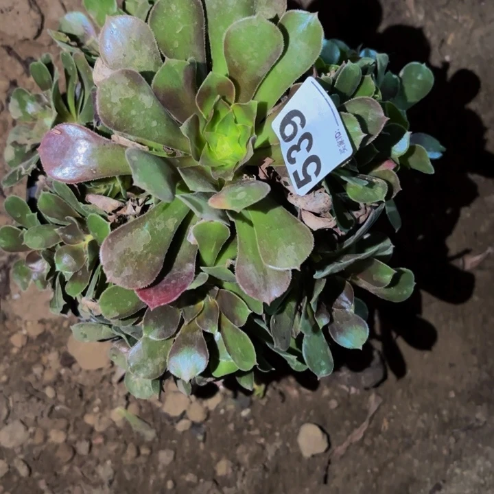 539香妃多肉植物不售后