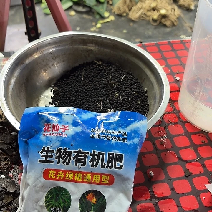 完全开放花仙子二斤