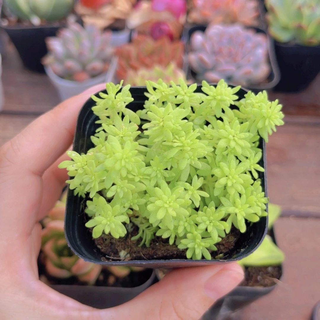 黄金草5盆带盆土