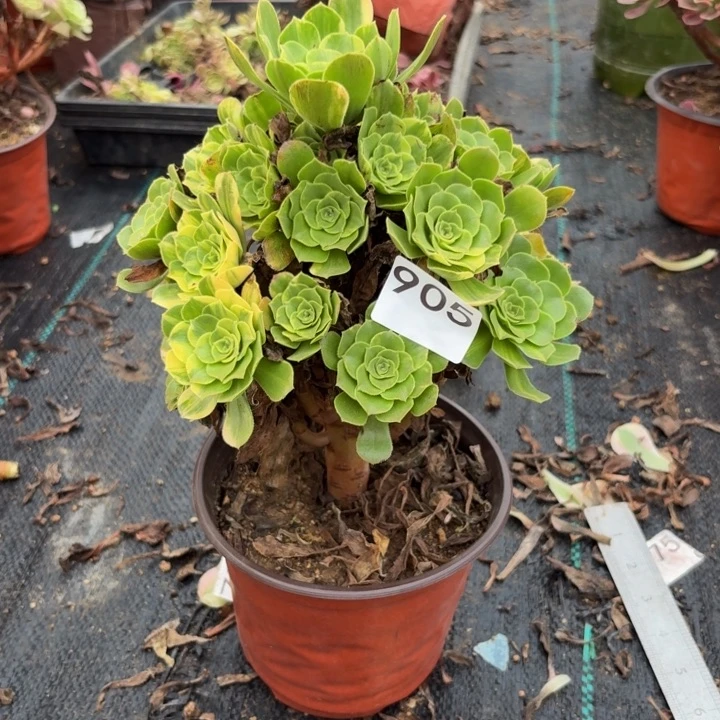五彩琉璃多肉植物不包损905