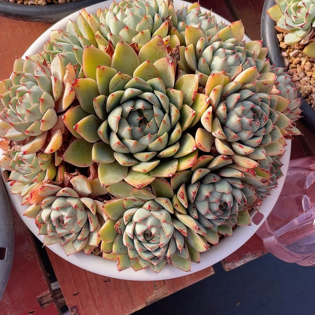 多肉植物一物一拍