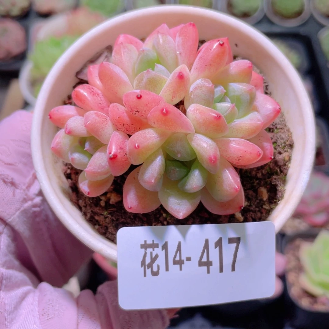 花利美14-417刚毅
