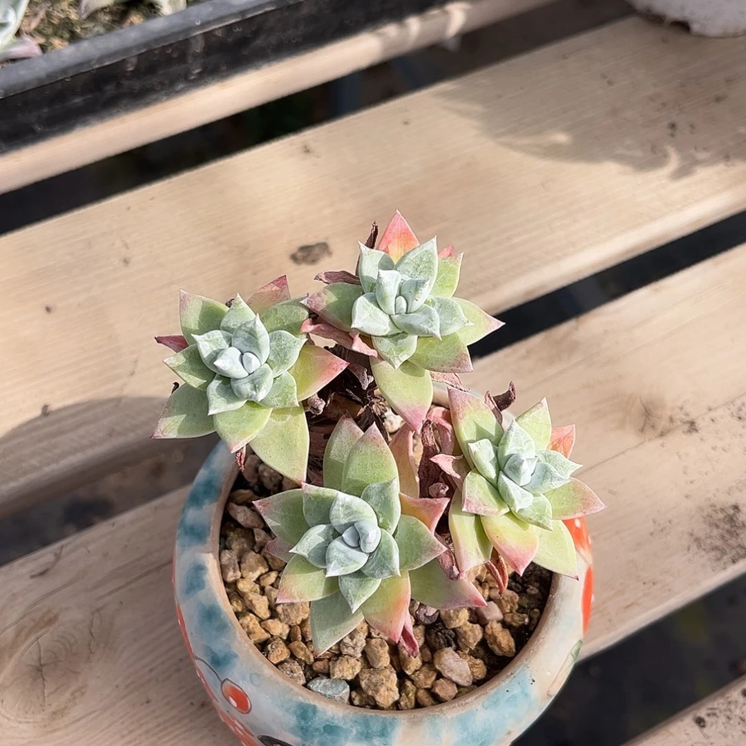 小鹿多肉一物一拍8543