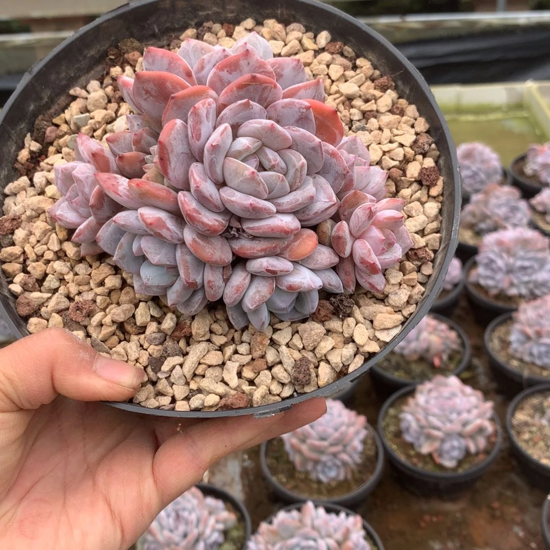 无花朵哈哈哈哈哈哈哈哈35