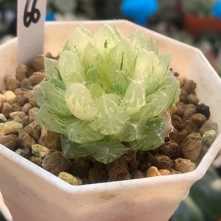 66号翠云玉露锦一物一拍